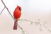 Northern cardinal