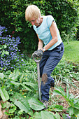 Gardener clearing dock weeds from weedy garden