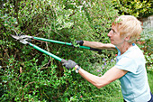 Gardener using loppers to cut back overgrown bushes