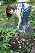 Woman digging out potatoes