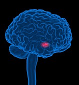 Hypothalamus in the brain,illustration