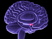 Hypothalamus in the brain,illustration