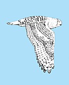 Snowy owl,illustration