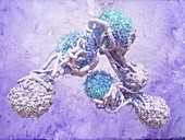 T cells attacking cancer cells,illustration