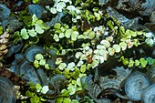 Funnelweed (Padina gymnospora) and green algae