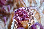 Corkscrew anemone tentacles,Indonesia