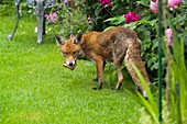 Red fox in garden,London,UK