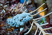 Grape doto nudibranch on a reef,Indonesia