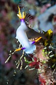 Hypselodoris nudibranch on a reef,Indonesia
