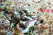 Nembrotha nudibranchs mating,Indonesia