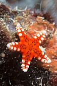 Orange starfish on a reef,Indonesia
