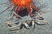 Urchin crab and fire urchin,Indonesia