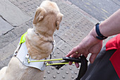 Vision impaired man and guide dog prepare to cross a road