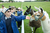 Group of adults with learning disabilities feeding llamas