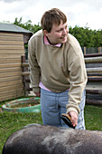 Young woman with learning disabilities grooming a pig