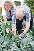Man with learning disability picking broccoli on allotment