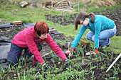 Woman and girl weeding an allotment