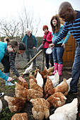 Feeding rescued battery chickens on an allotment