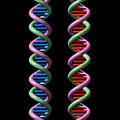 DNA molecules,illustration