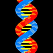 DNA molecule,illustration