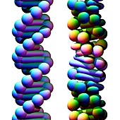 B-DNA and Z-DNA molecules,illustration