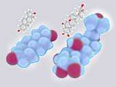 Ecdysterone and testosterone,illustration