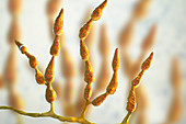 Allergenic fungus Alternaria alternata,illustration