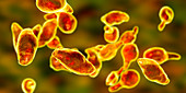 Mycoplasma genitalium bacteria,illustration