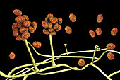 Stachybotrys toxic mould,illustration