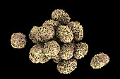 Stachybotrys chartarum toxic mould spores,illustration