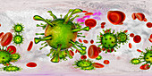 Human cytomegaloviruses in blood,illustration