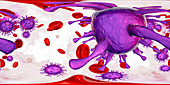 Human cytomegaloviruses in blood,illustration