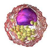 Macrophage foam cell,illustration