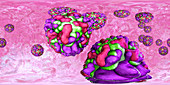 Rhinoviruses,illustration