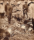 A royal bag of tigers, 1911 (1935)