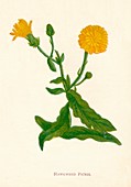 Hawkweed Picris, c1891, (1891)