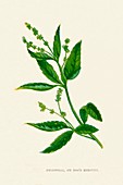 'Perennial, or Dog's Mercury', c1891, (1891)