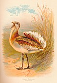 Great Bustard (Otis tarda), 1900, (1900)