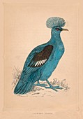 Crowned Pigeon, (Goura), c1850, (1856)