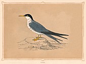 Tern, (Sternidae), c1850, (1856)