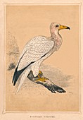 Egyptian Vulture, (Neophron percnopterus), c1850, (1856)