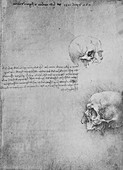 Two Drawings of the Bony Structure of the Head, c1480