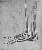 'Dissection of a Bear's Foot to the Left', c1480 (1945)