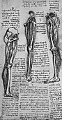 Drawings of a Left Leg Showing Bones and Tendons, c1480