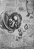 Drawings of an Embryo in the Uterus, c1480 (1945)