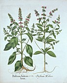 Basil, from 'Hortus Eystettensis', by Basil Besler
