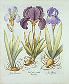 Three varieties of rhizomatous beardless irises
