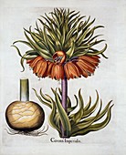 Crown Imperial (Fritillaria)