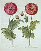 Poppies, from 'Hortus Eystettensis'