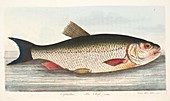 The Chub, from A Treatise on Fish and Fish-ponds, 1832
